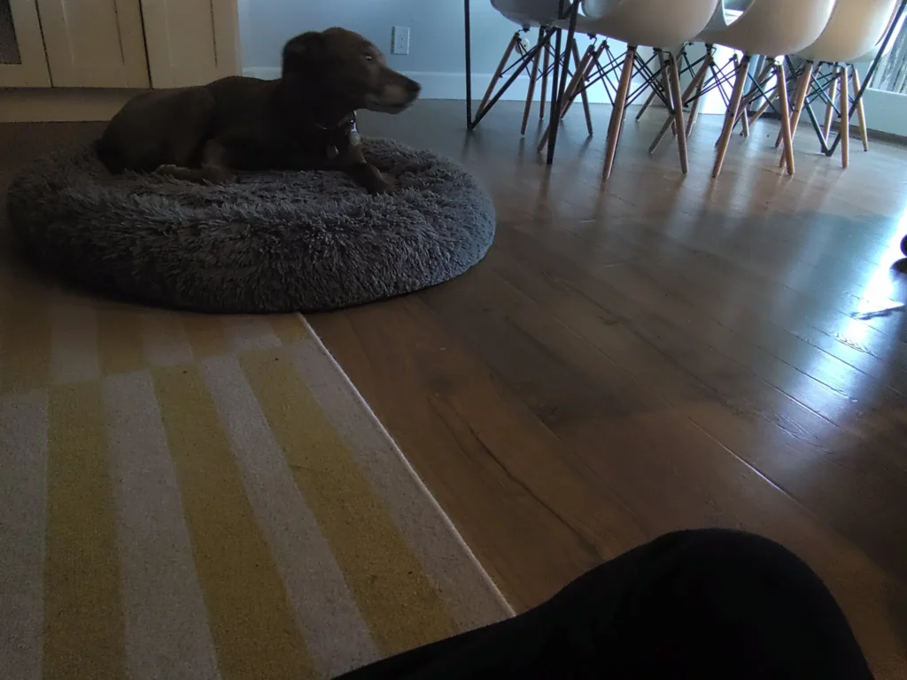 Foto del perro del reportero captada con la c&aacute;mara del Ai Pin. El resultado es de mala calidad, oscura y borrosa